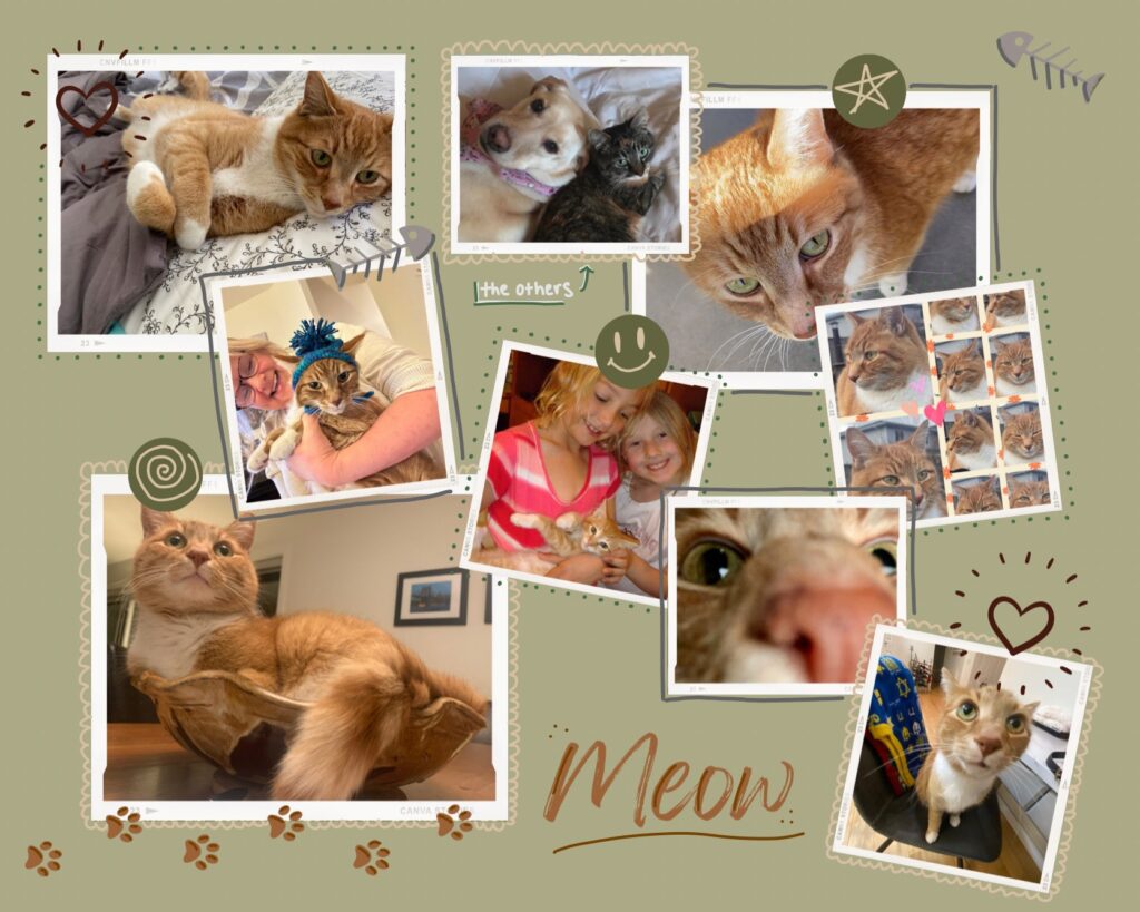 This is a scrapbook page with 9 photos of a orange tabby cat, placed on a green background with various brown, grey and orange cat themed doodles.