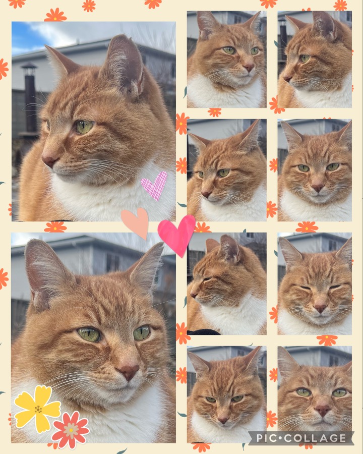 A photo collage with 10 similar photos of an orange tabby cat with green eyes. it has a yellow border with orange flowers. and pink hearts in the center.
